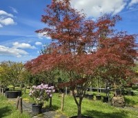 Acer palmatum 'Linearilobum' - Japanse Esdoorn 'Linearilobum' - 3