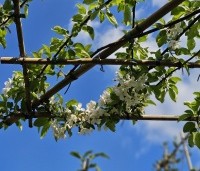 Malus 'Red Sentinel' - Sierappel - 1