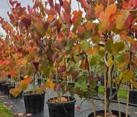 Cercis canadensis 'Forest Pansy' - Amerikaanse judasboom - meerstam met herfstkleuren