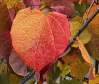 Cercis canadensis 'Forest Pansy' - Amerikaanse judasboom - 8