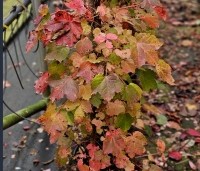 Parthenocissus tricuspidata 'Veitchii' - Wilde Wingerd Quickhedge - 14