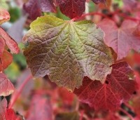 Parthenocissus tricuspidata 'Veitchii' - Wilde Wingerd Quickhedge - 15