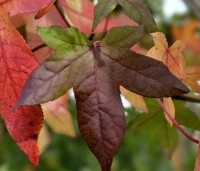 Liquidambar styraciflua - Amberboom - vele variaties in herfstkleuren per boom en per jaar mogelijk.