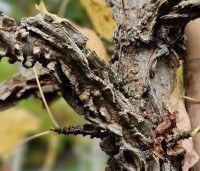 Liquidambar styraciflua - Amberboom - bekend om zijn kurklijsten op de takken
