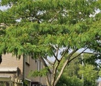 Albizia julibrissin - Perzische slaapboom - 1