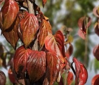 Cornus mas - Gele kornoelje - herfstkleuren