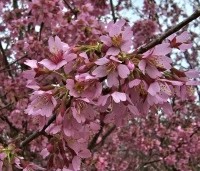 Prunus 'Okame' - Sierkers 'Okame' - 1