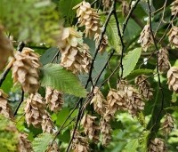 Ostrya carpinifolia - Hopbeuk - 2