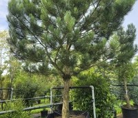 Pinus nigra 'Nigra' - Oostenrijkse den - 1