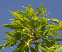 Chitalpa blad