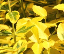 De tweekleurige bladeren van de Kardinaalsmuts 'Emerald'n Gold' geven een frisse uitstraling aan uw tuin