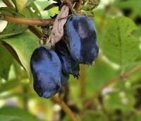 Lonicera caerulea 'Kamtschatica' - Honingbes 'Kamtschatica' - 1