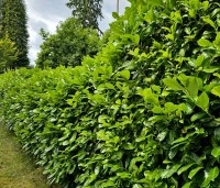 Prunus laurocerasus 'Rotundifolia'  - Laurierkers 'Rotundifolia'  - 2