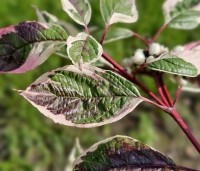 Cornus alba 'Sibirica Variegata' - Kornoelje 'Sibirica Variegata' - 1