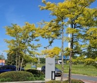 Gleditsia triacanthos 'Sunburst' - Valse christusdoorn - 5