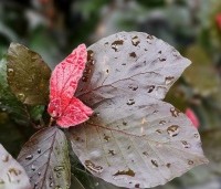 Fagus sylvatica 'Dawyck Purple' - Paarse Beuk - 3