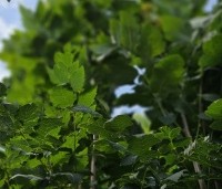 Koelreuteria paniculata 'Fastigiata' - Chinese Vernisboom zuilvorm - 5