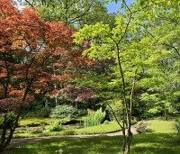 Acer palmatum 'Atropurpureum' - Japanse Esdoorn 'Atropurpureum' - 1