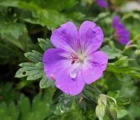 Geranium 'Rozanne' - Ooievaarsbek - 1