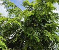 Tsuga canadensis - Canadese Hemlockspar - 1