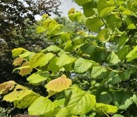 Corylus avellana 'Aurea' - Geelbladige hazelaar - 2