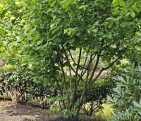 Corylus avellana 'Aurea' - Geelbladige hazelaar - 1
