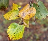 Tilia x europaea 'Pallida' - Koningslinde - 3