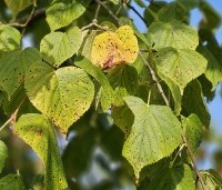 Tilia x europaea 'Pallida' - Koningslinde - 2