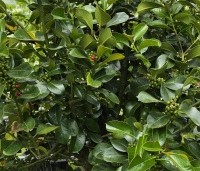 Ilex x Altaclerensis 'Wilsonii' - Hulst - 1