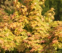 Acer palmatum Katsura