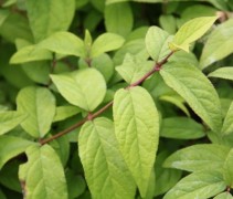 Deutzia bloeiknop