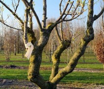 Prunus Santa Rosa