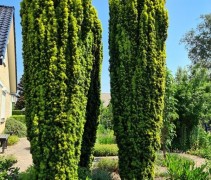 Taxus baccata Fastigiata 'Aurea'