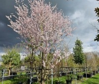 Prunus 'Pandora' - Sierkers 'Pandora' - 1