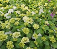Hydrangea Forever & Ever White - Hortensia Forever & Ever White - 3