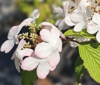 Viburnum plicatum 'Kilimandjaro' - Japanse Sneeuwbal  'Kilimandjaro' - 1