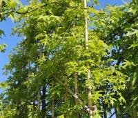 Quercus palustris - Moeraseik - 1