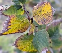Ulmus Columella - Hollandse resistente zuil-iep - herfst