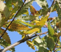 Quercus castaneifolia Green Spire