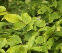 Zomerblad Haagbeuk, herkenbaar aan de gewafelde vorm