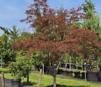 Acer palmatum 'Linearilobum' - Japanse Esdoorn 'Linearilobum' - juni 2024