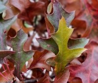 Quercus palustris - Moeraseik - 1
