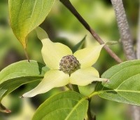 Cornus kousa 'Milky Way' - Japanse grootbloemige Kornoelje - 2