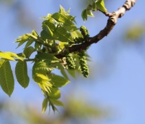 Juglans Nigra