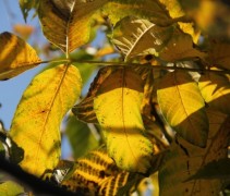 Juglans regia