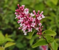 Syringa microphylla 'Superba' - Sering 'Superba' - augustus 2e bloei