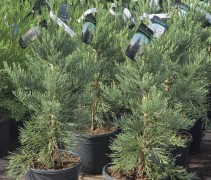 Sequoiadendron giganteum 'Glaucum' - Mammoetboom 'Glaucum' - 4 jarige planten in C20 pot