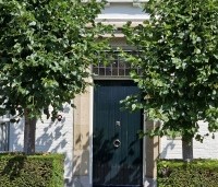 Tilia x europaea 'Euchlora' - Linde - knotvorm-leiboom