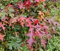 Quercus palustris - Moeraseik - 4