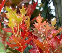 Quercus palustris 'Green Pillar'